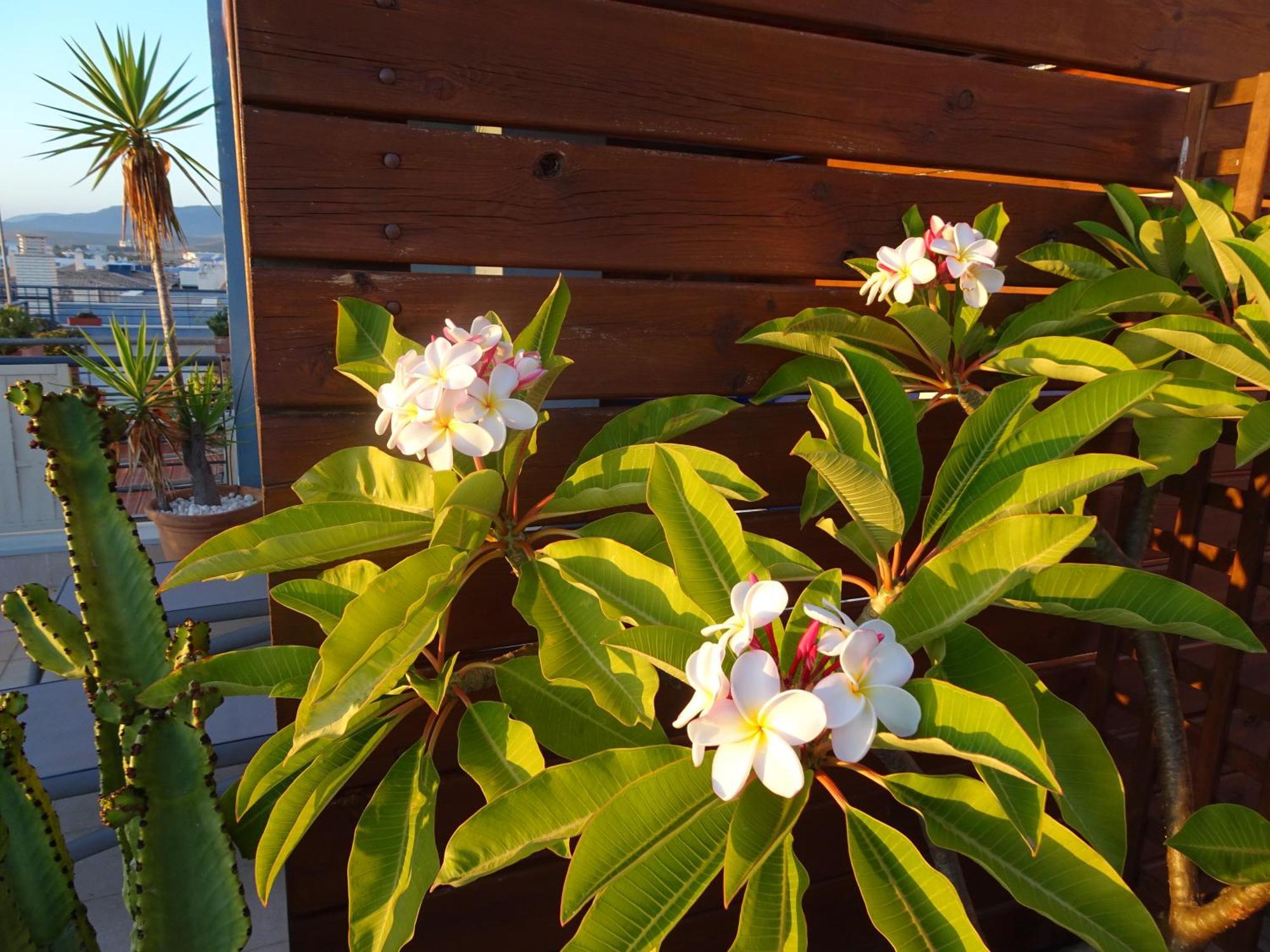 Lankarifa Apartment タリファ エクステリア 写真